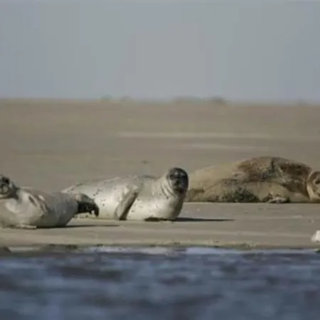 Casa de Férias La Baigneuse Maison Avec Jardinet Et Parking Privé, à 200 M *