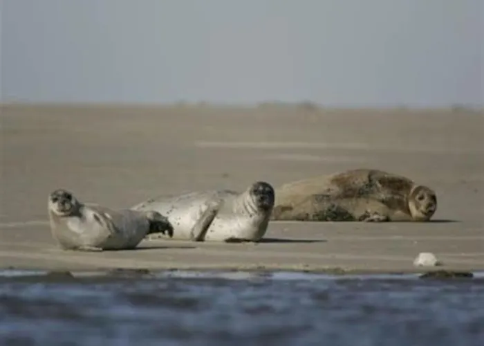Hébergement de vacances La Baigneuse Maison Avec Jardinet Et Parking Privé, à 200 M *